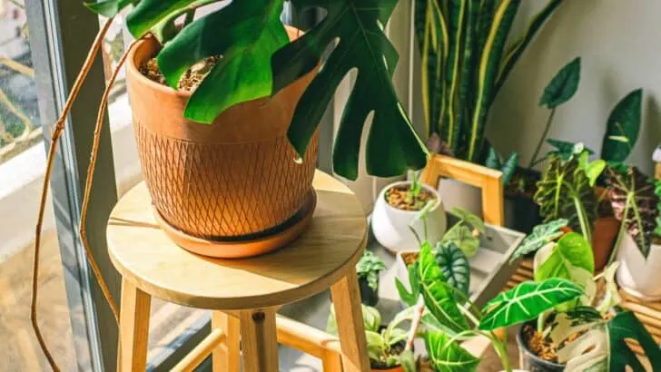 Fall Houseplant Guide For Smooth Indoor Moves