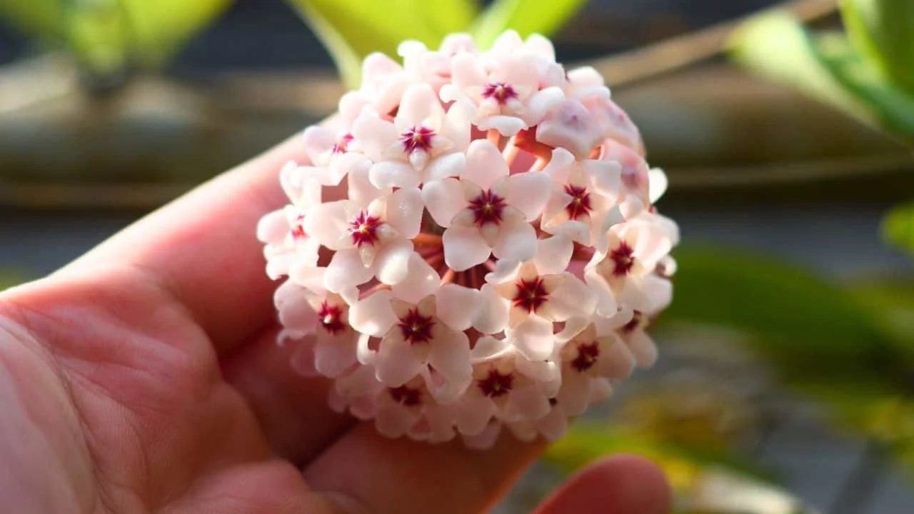 9 Pet-Friendly Houseplants That Look Amazing 6