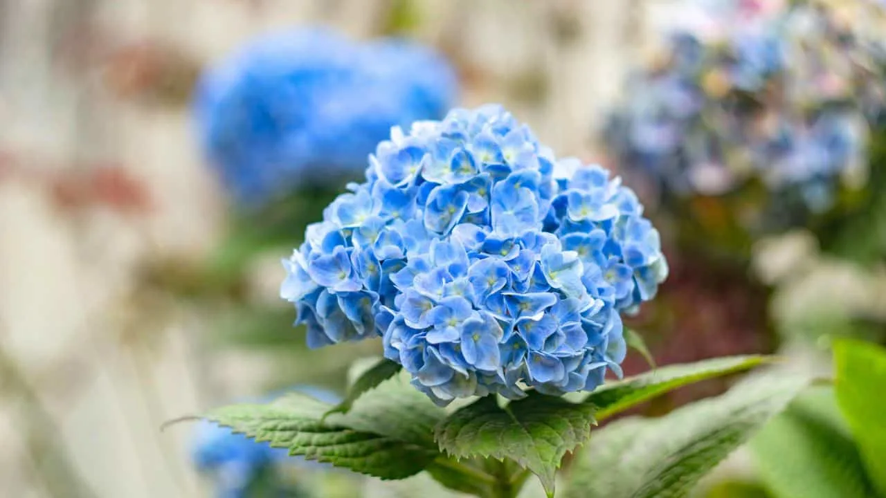 9 Shrubs to Plant in September for Year-Round Interest. 1