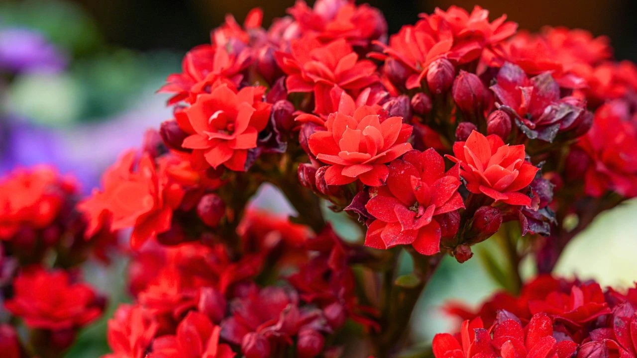 9 Houseplants That Bloom Indoors All Winter 1