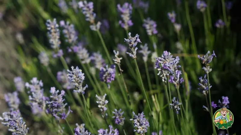 Lavender