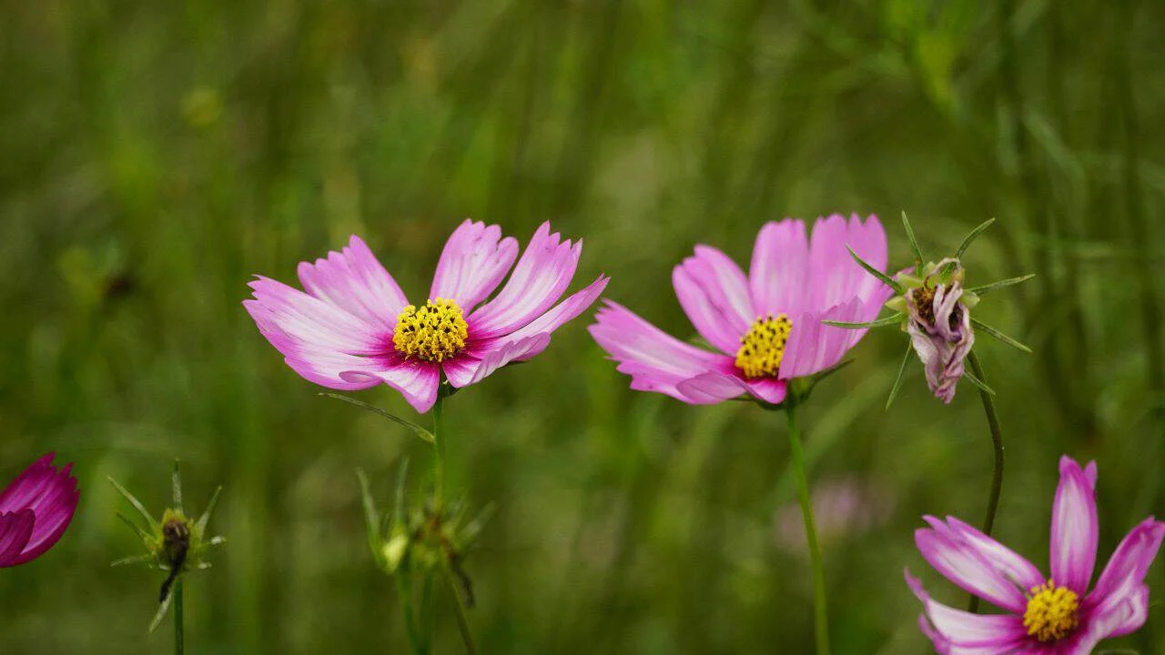Why Your Fall Garden Isn&rsquo;t Complete Without Asters 5