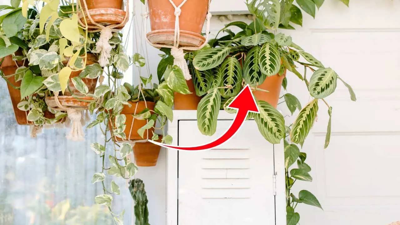 9 Pet-Friendly Houseplants That Look Amazing 8