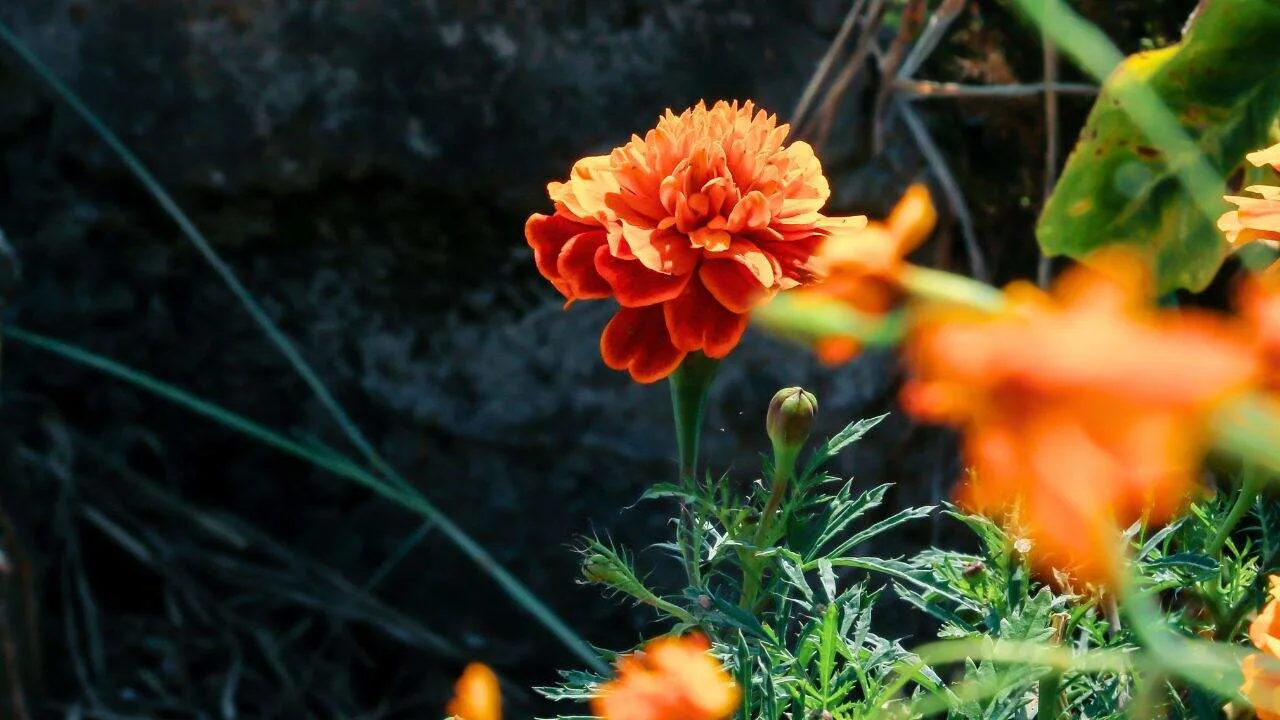 9 Plants That Make Mums Look Even Better This Fall 6