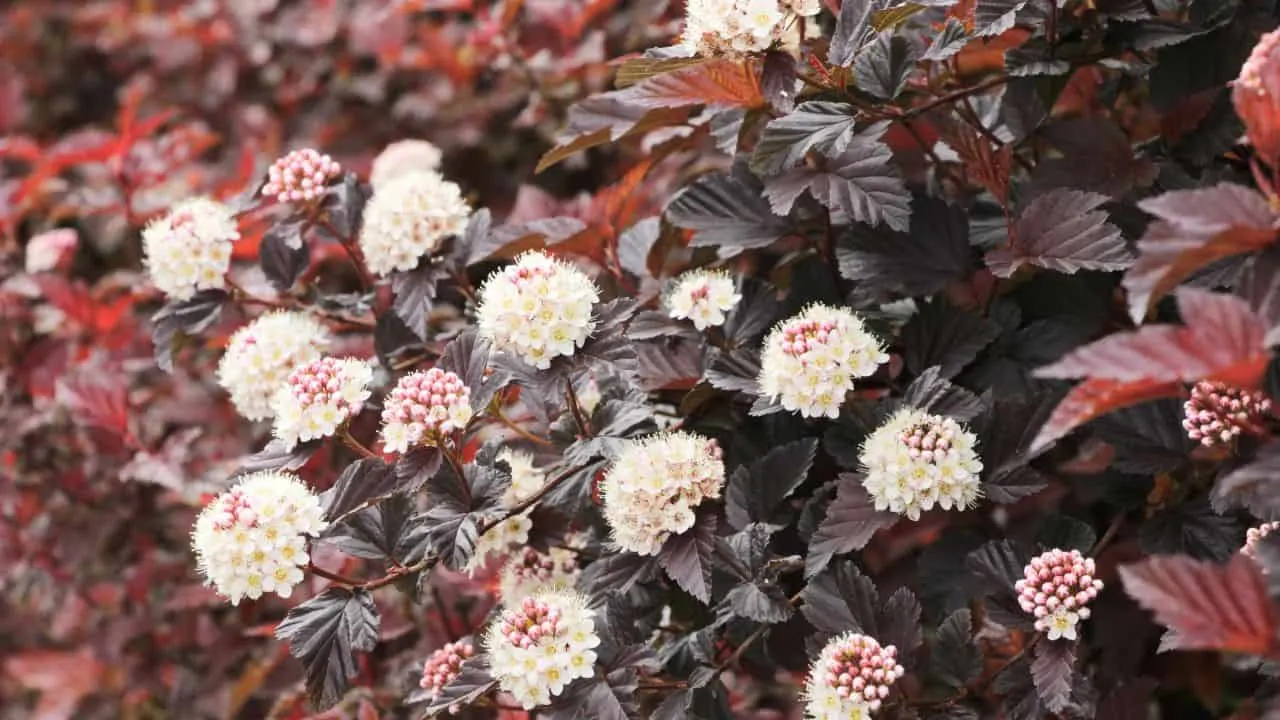 9 Shrubs to Plant in September for Year-Round Interest. 3