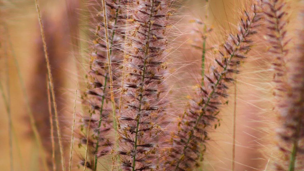 9 Plants That Make Mums Look Even Better This Fall 5