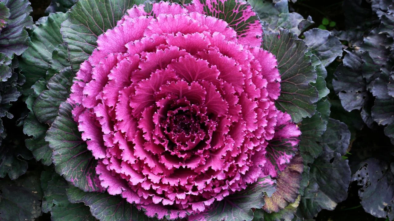 9 Plants That Make Mums Look Even Better This Fall 1