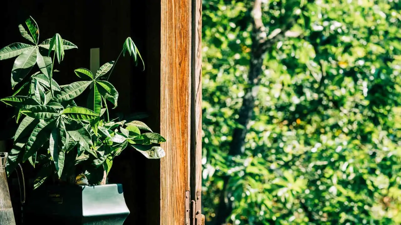 9 Pet-Friendly Houseplants That Look Amazing 9