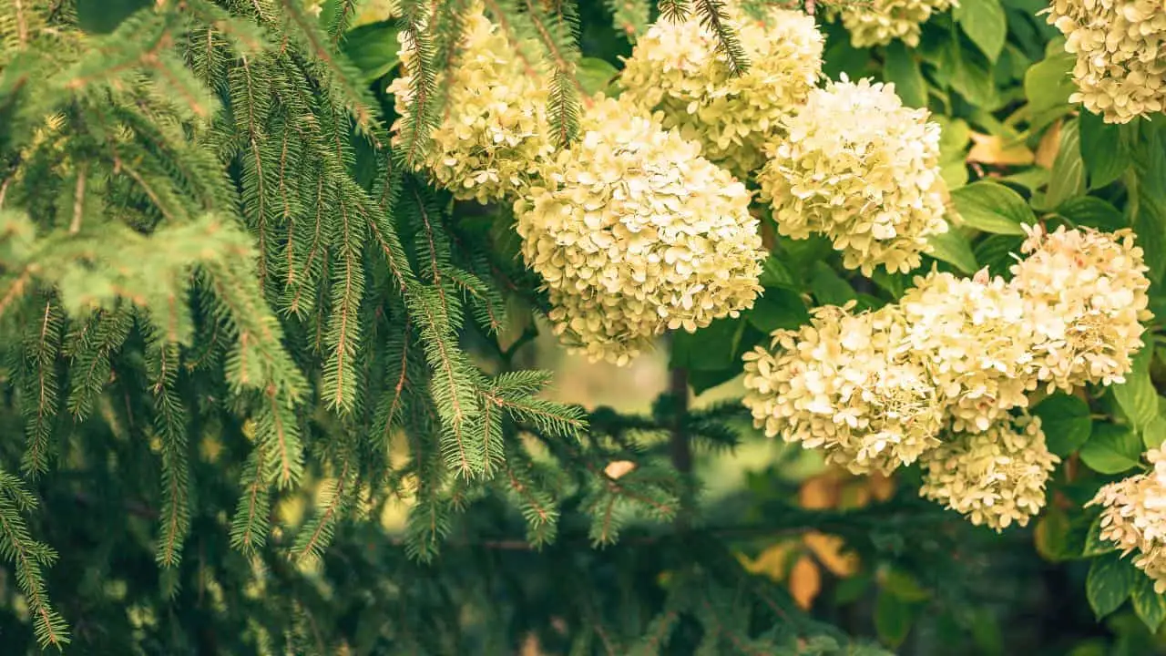 The Hydrangea You Don't Know (But Should!) 4