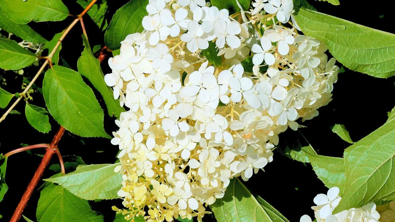 The Hydrangea You Don't Know (But Should!) 2