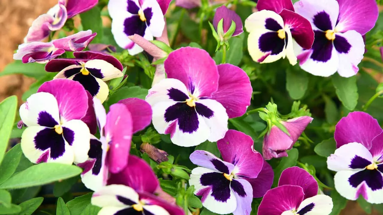 9 Plants That Make Mums Look Even Better This Fall 2