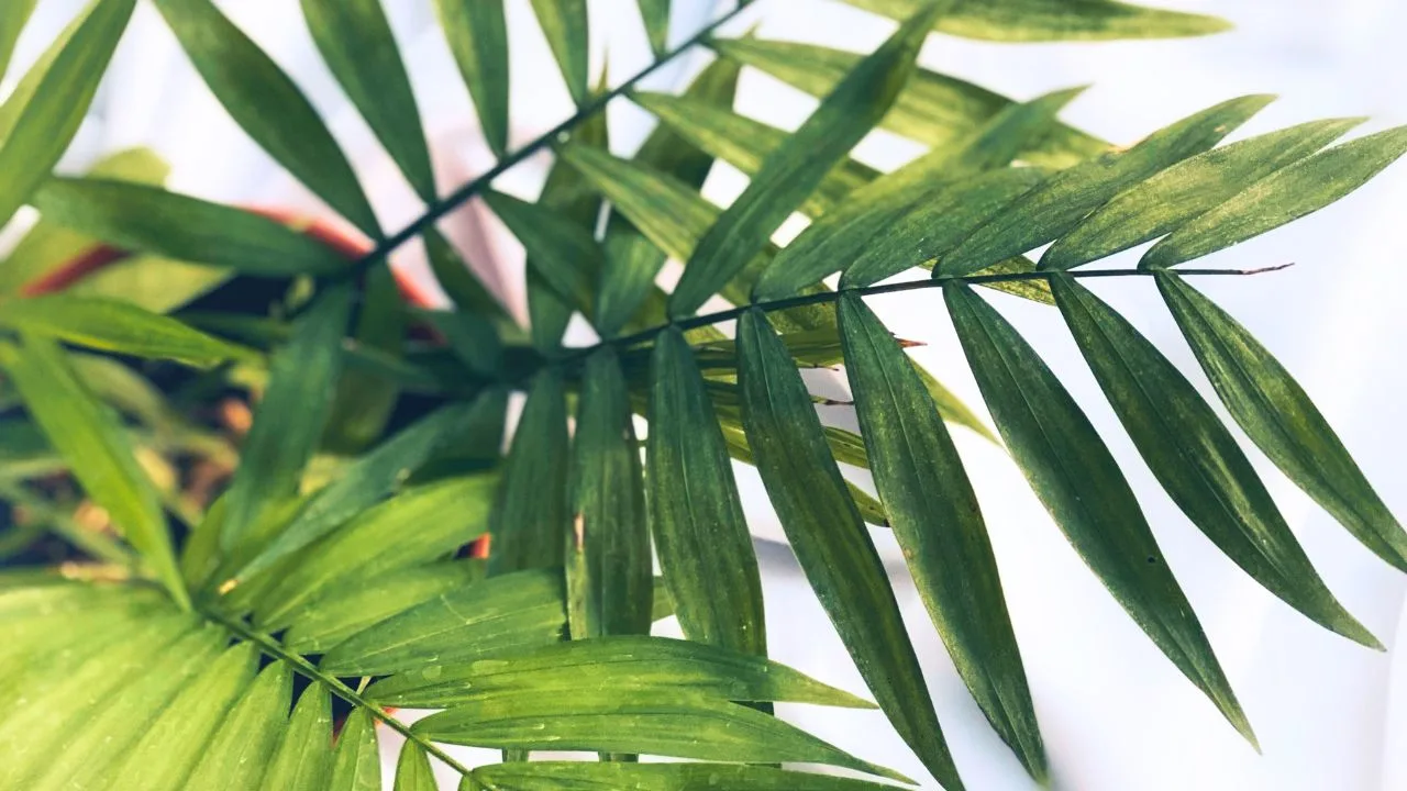 9 Pet-Friendly Houseplants That Look Amazing 1