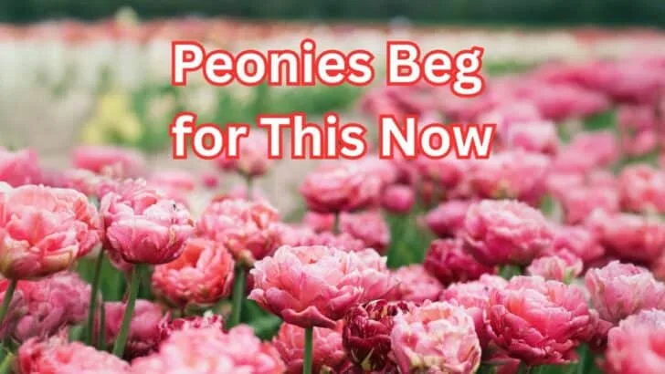 The September Secret to Bigger Peonies Next Spring