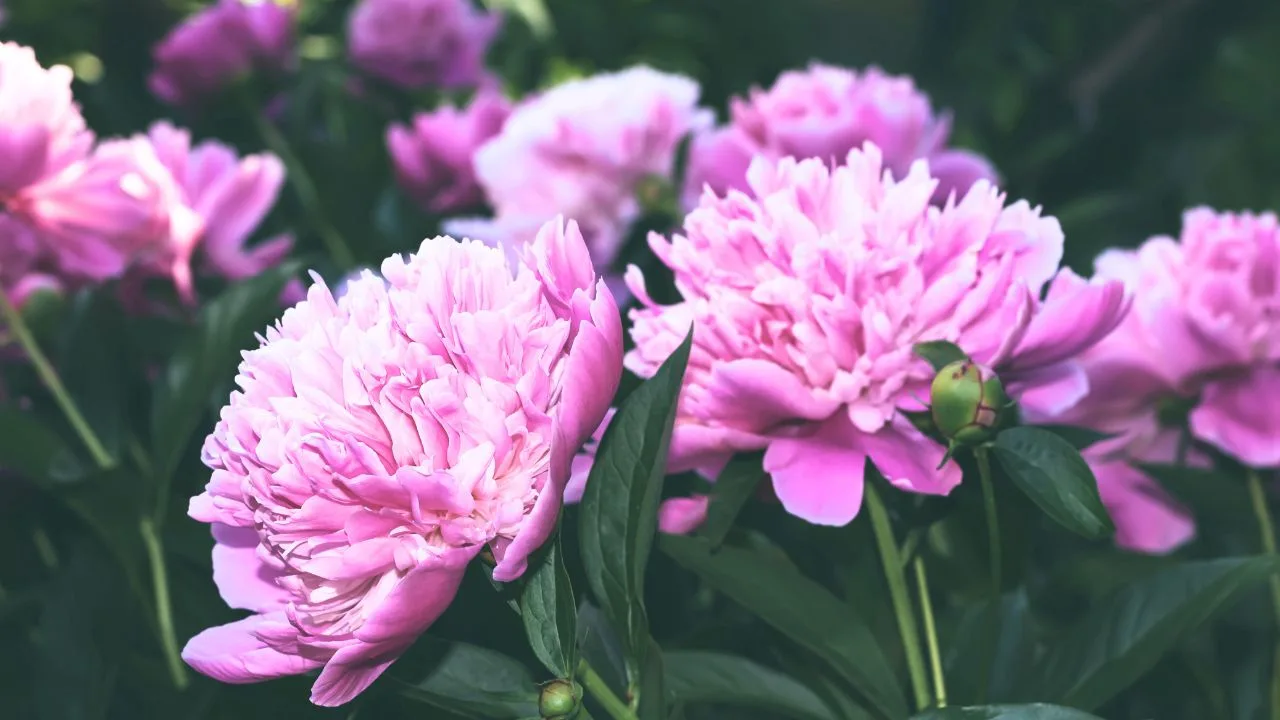 What to Do with Fading Perennials Before Frost 1