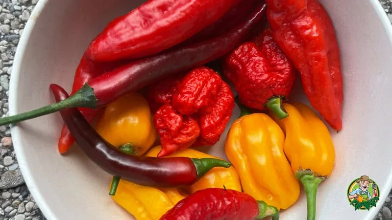 Hot Pepper