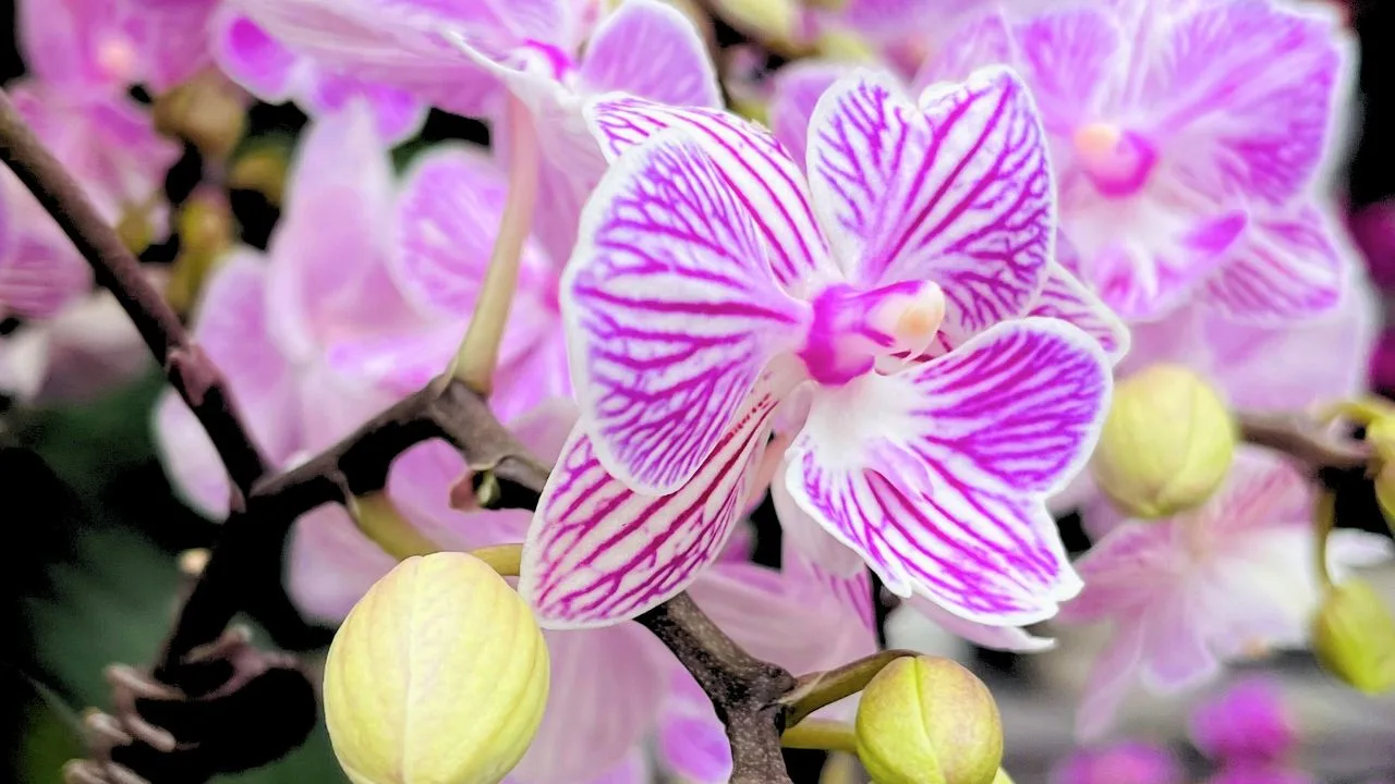 9 Houseplants That Bloom Indoors All Winter 5