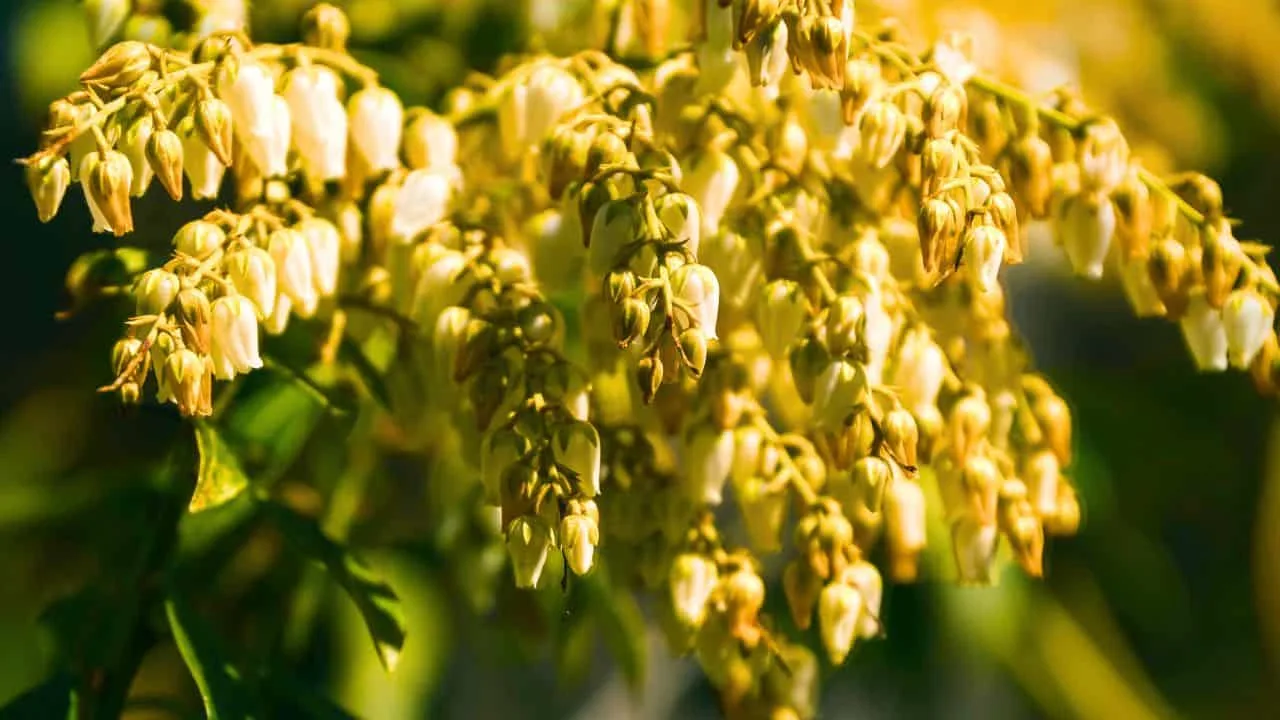 9 Shrubs to Plant in September for Year-Round Interest. 8