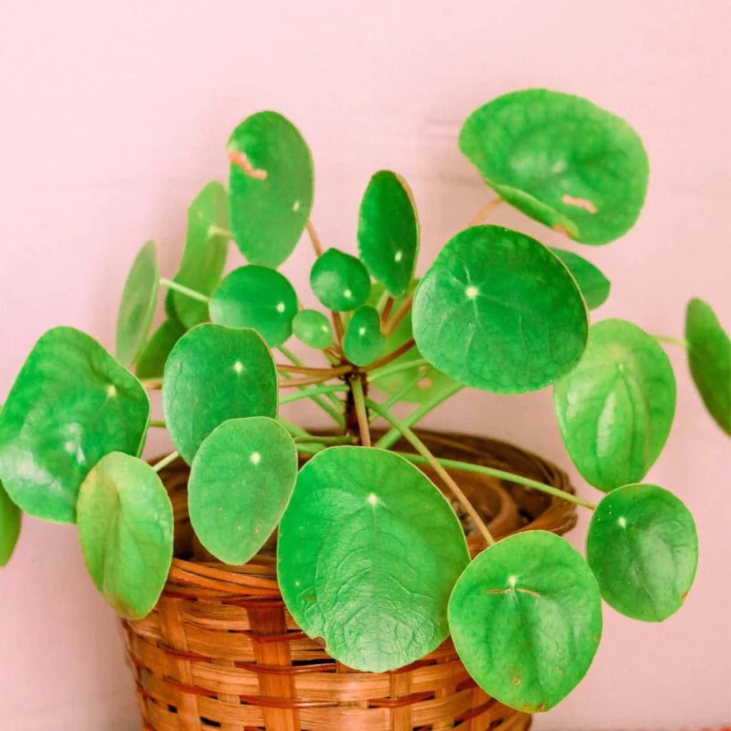 7 Houseplants You Can Propagate Right Now for Holiday Gifts 1