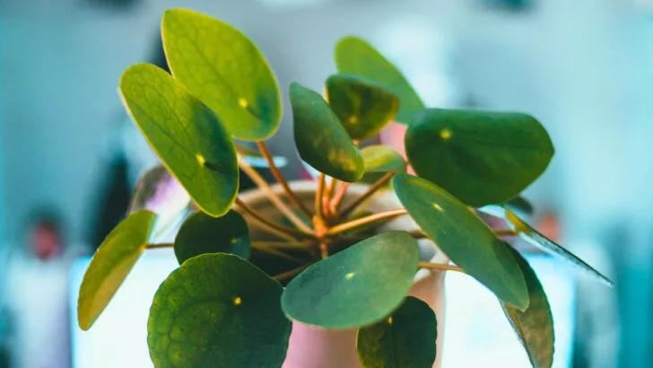 7 Houseplants You Can Propagate Right Now for Holiday Gifts