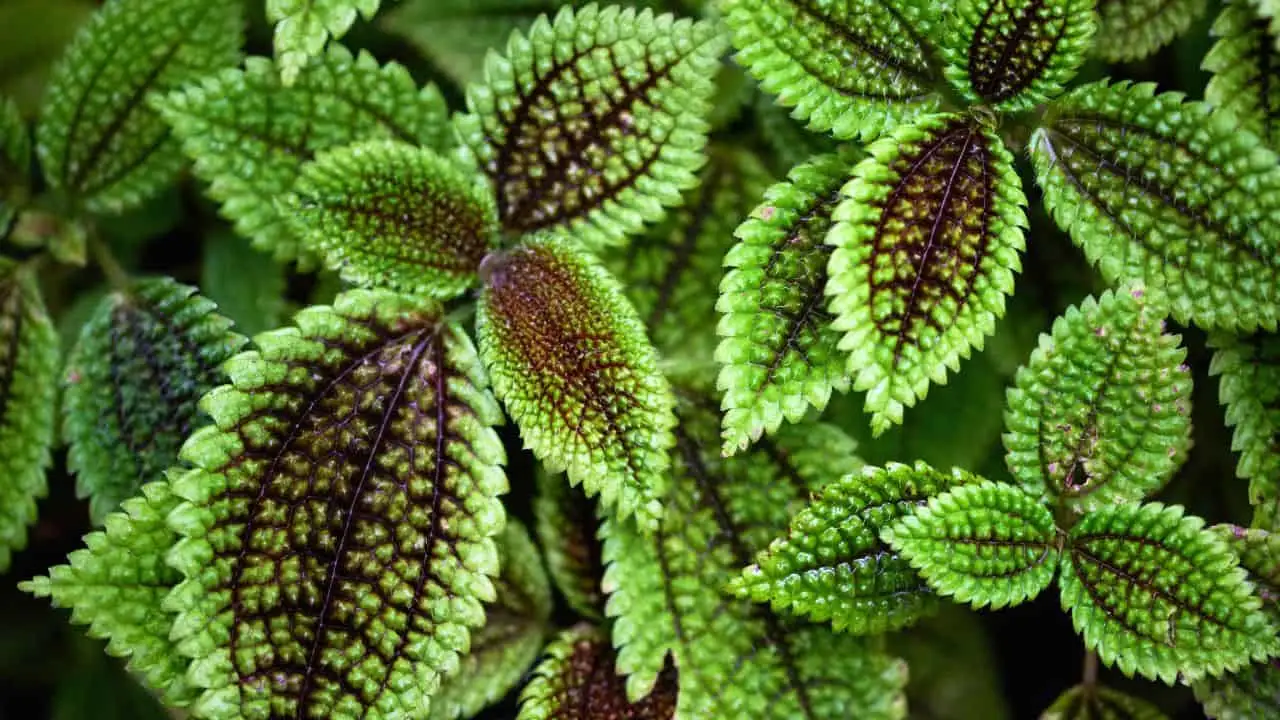 9 Pet-Friendly Houseplants That Look Amazing 4