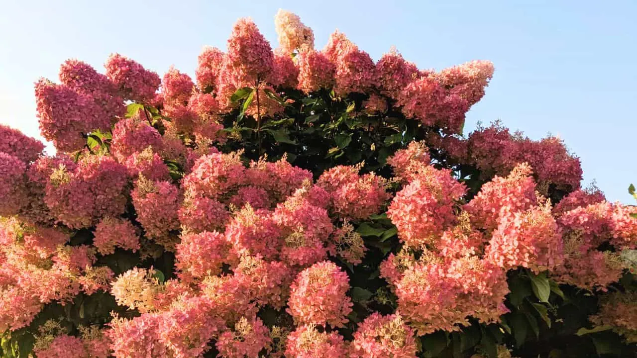 The Hydrangea You Don't Know (But Should!) 1