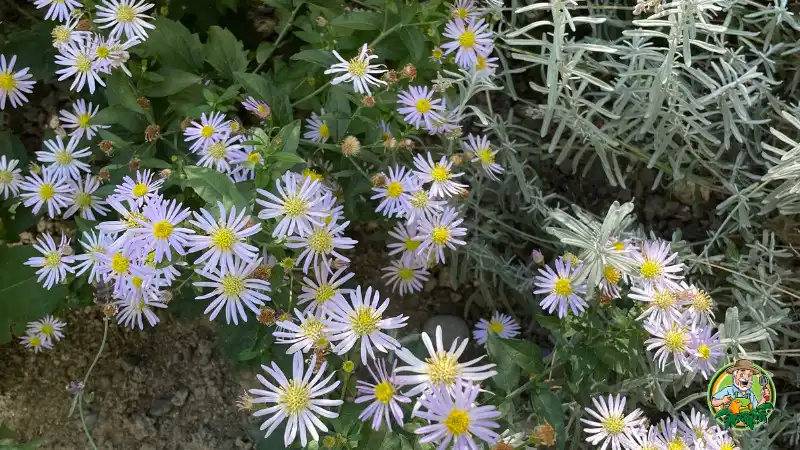Planted Asters in my garden