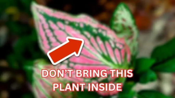 9 Plants You Shouldn&rsquo;t Drag Indoors for Winter