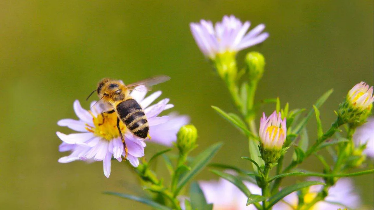 Why Your Fall Garden Isn&rsquo;t Complete Without Asters 2