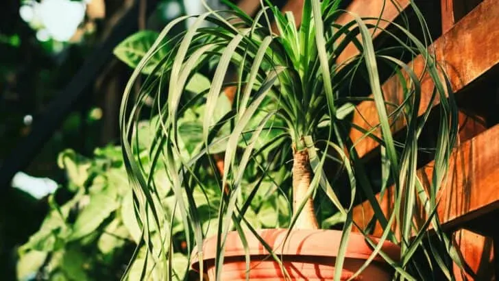 9 Pet-Friendly Houseplants That Look Amazing
