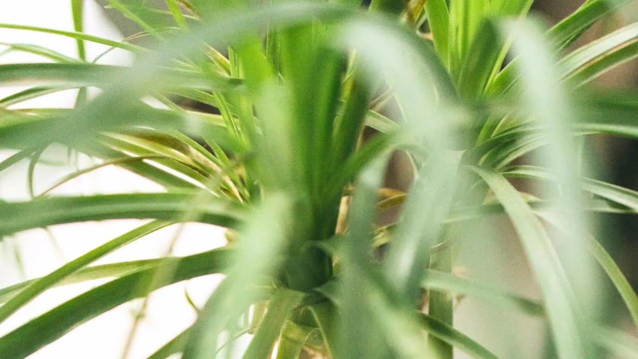 9 Pet-Friendly Houseplants That Look Amazing 5
