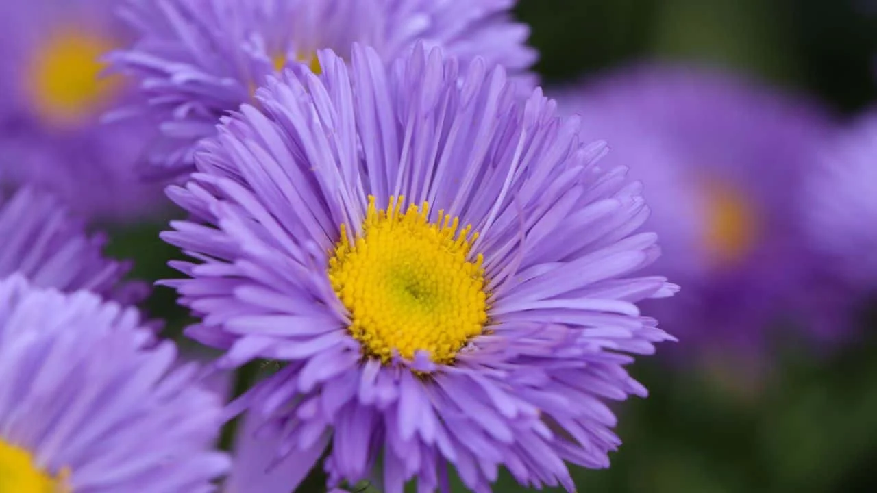 Why Your Fall Garden Isn&rsquo;t Complete Without Asters 8