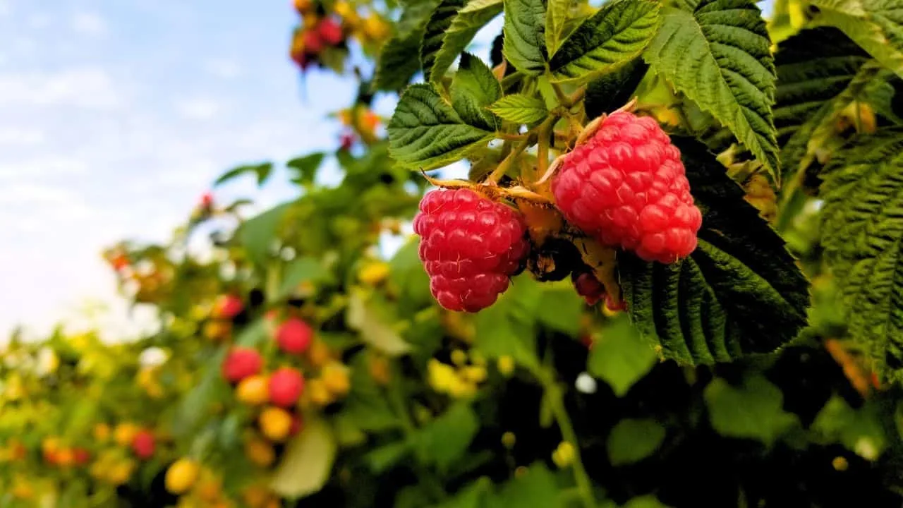 Don&rsquo;t Miss September If You Want More Berries 1