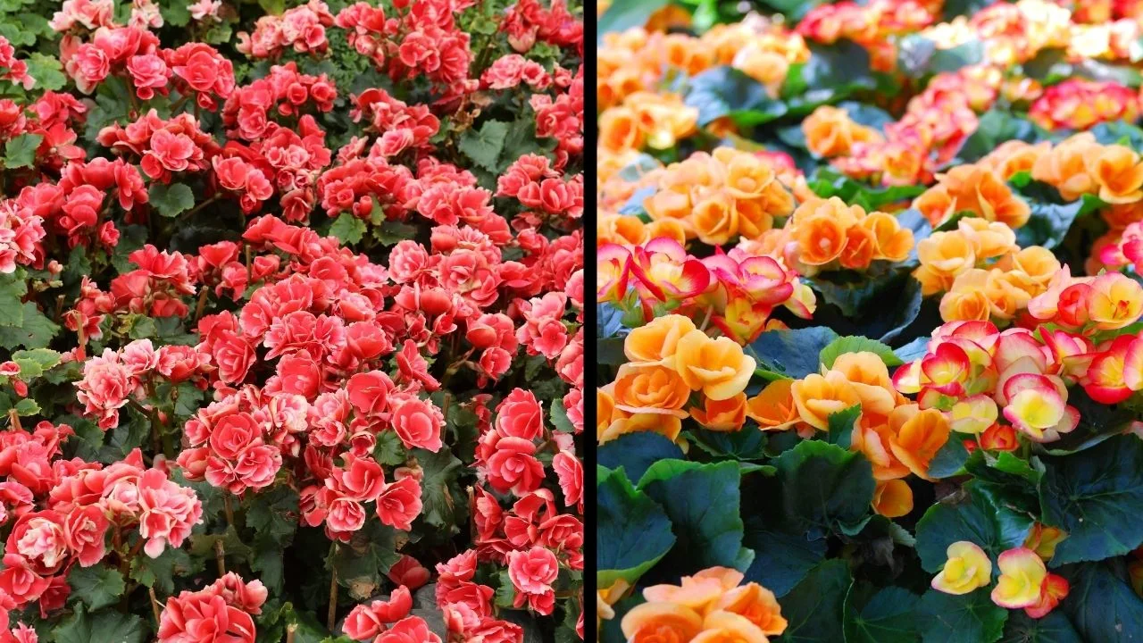 9 Houseplants That Bloom Indoors All Winter 2