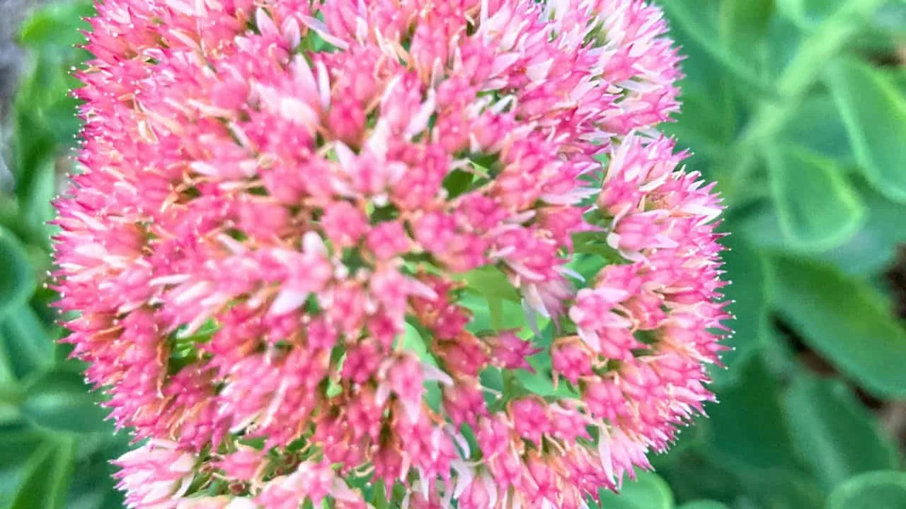 9 Plants That Make Mums Look Even Better This Fall 4