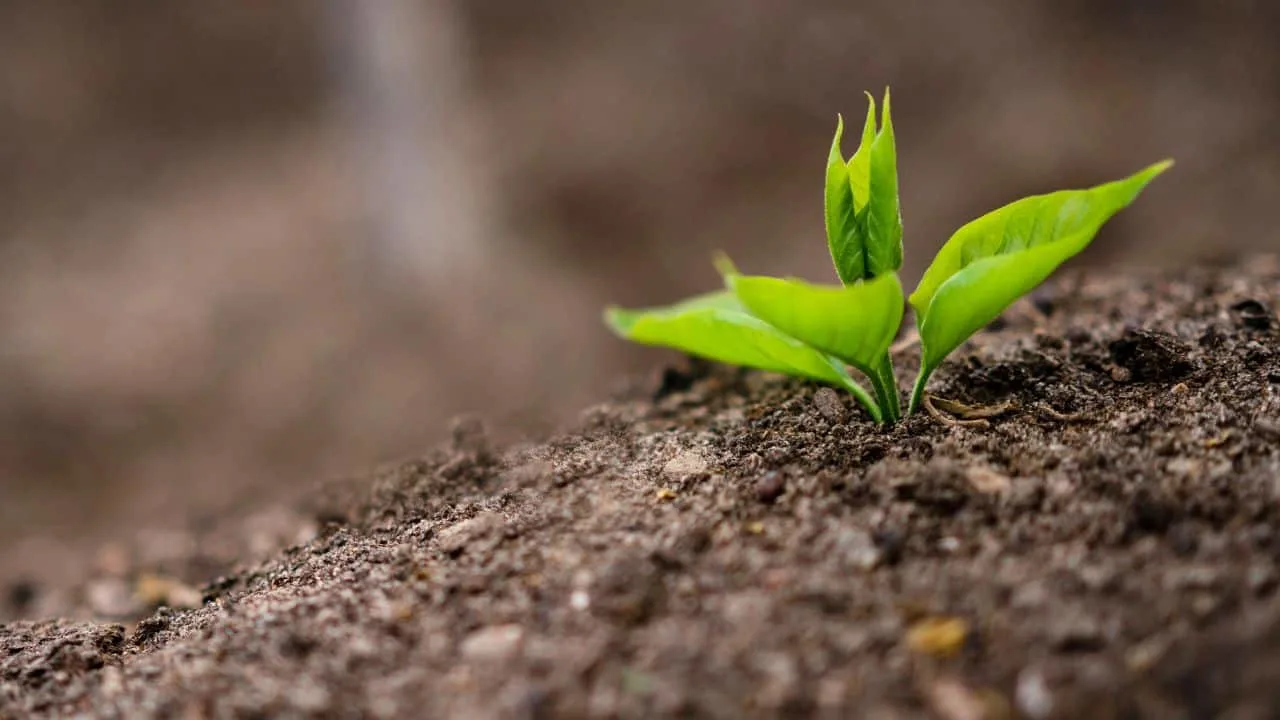The Soil Temperature Guide Every Gardener Needs This Fall 3