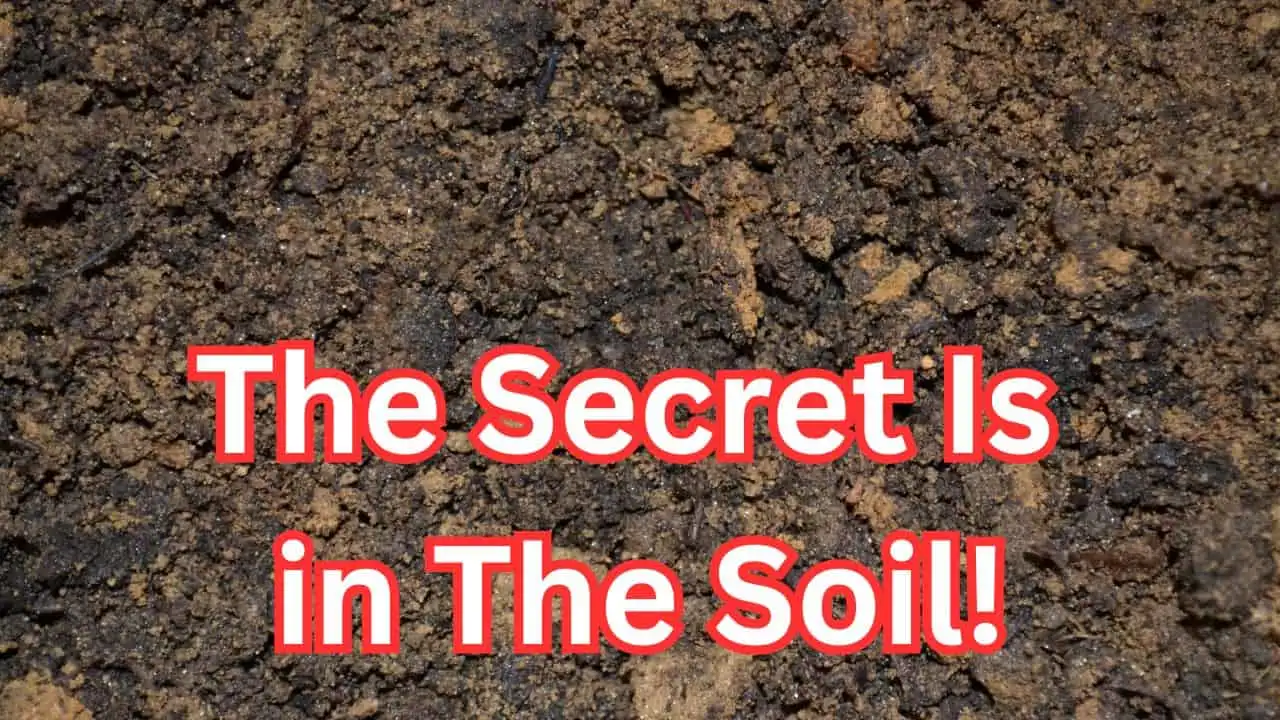 The Soil Temperature Guide Every Gardener Needs This Fall 1