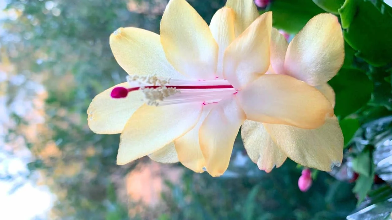 Your Christmas Cactus Won&rsquo;t Bloom Unless You Do This Now 3