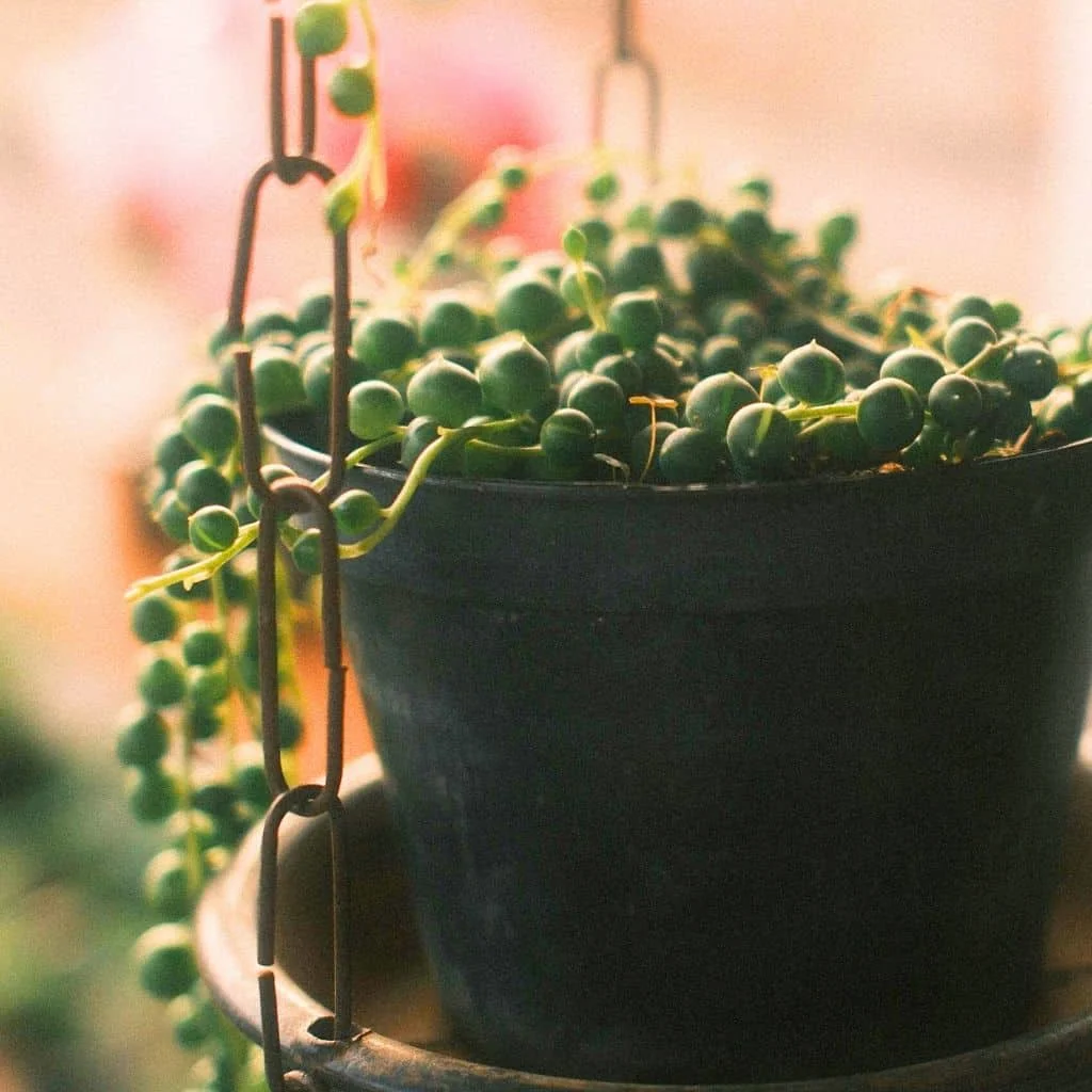 7 Houseplants You Can Propagate Right Now for Holiday Gifts 6