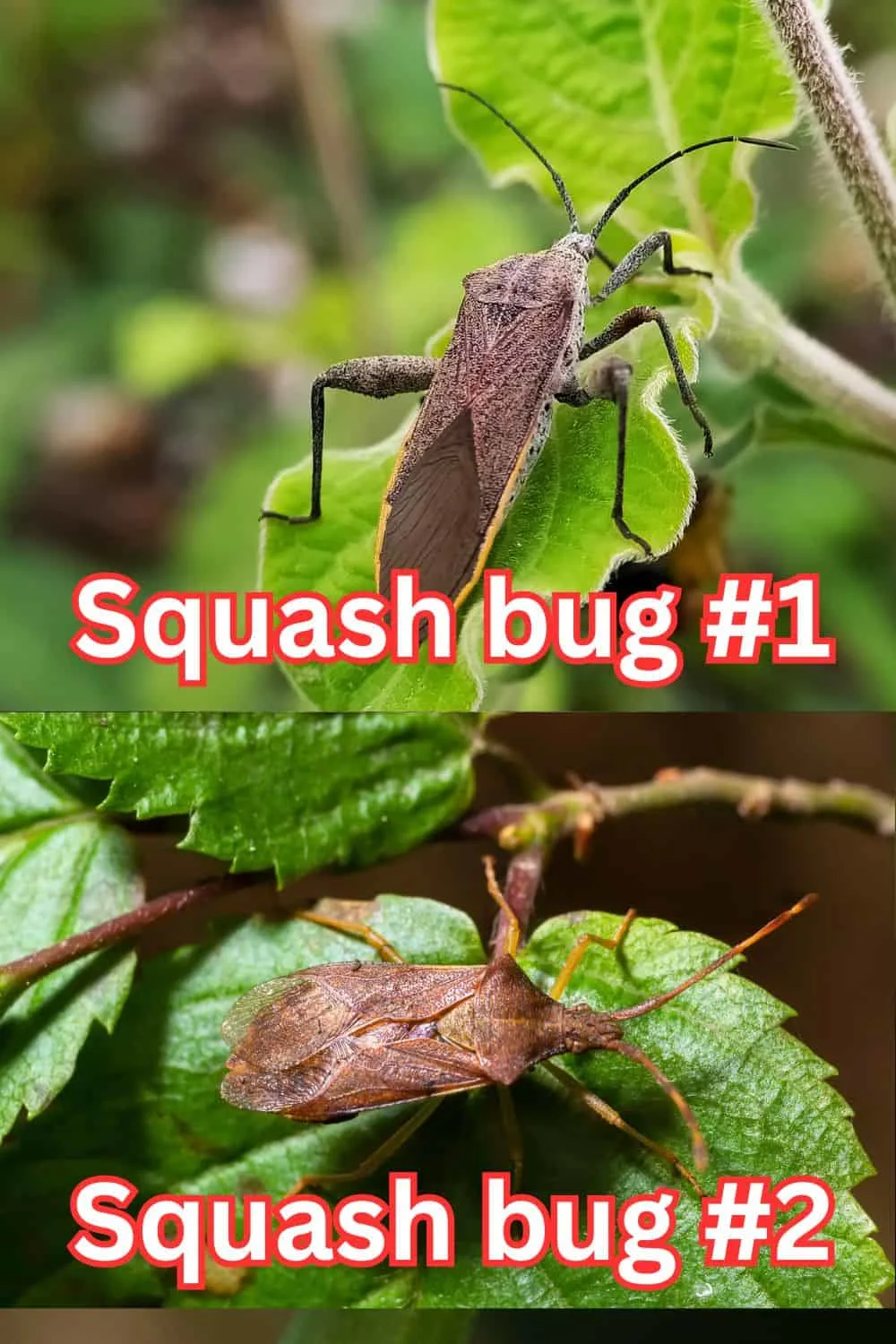 Pests That Go Wild in September (And How to Stop Them!) 3