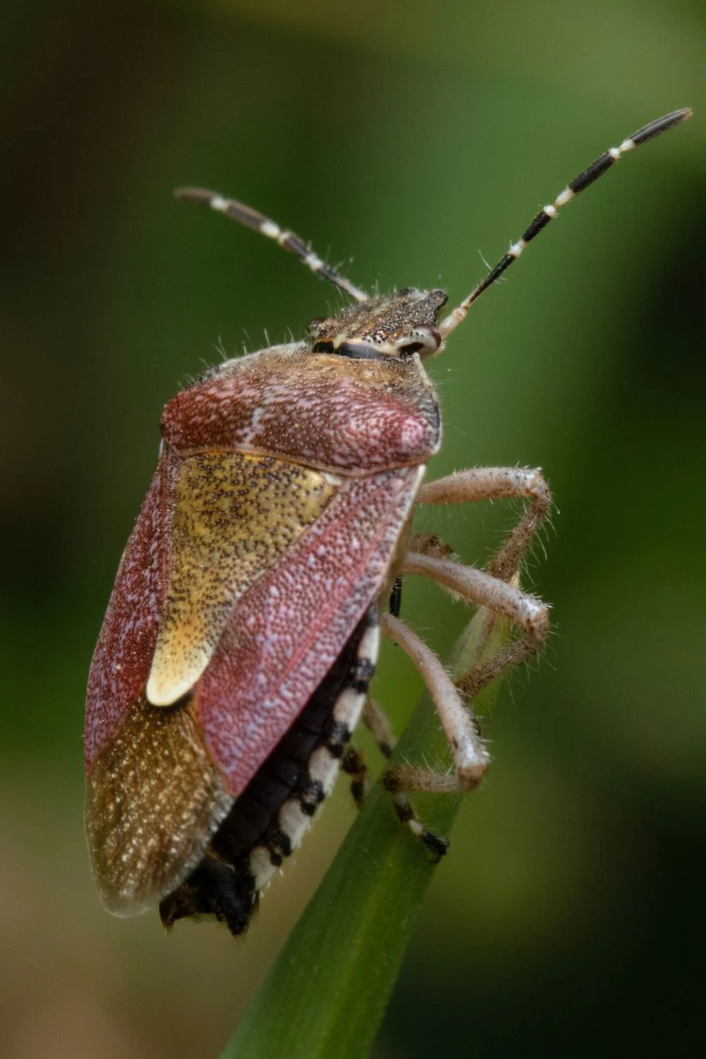 Pests That Go Wild in September (And How to Stop Them!) 1