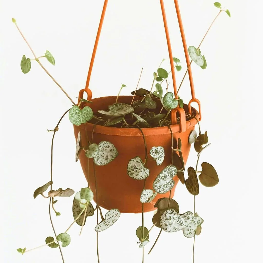 7 Houseplants You Can Propagate Right Now for Holiday Gifts 2