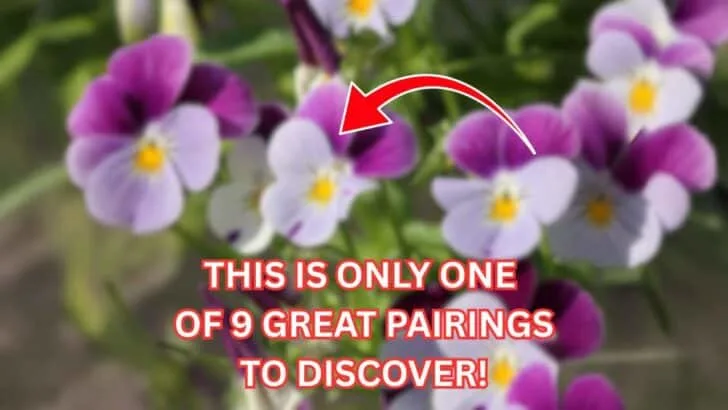 9 Plants That Make Mums Look Even Better This Fall