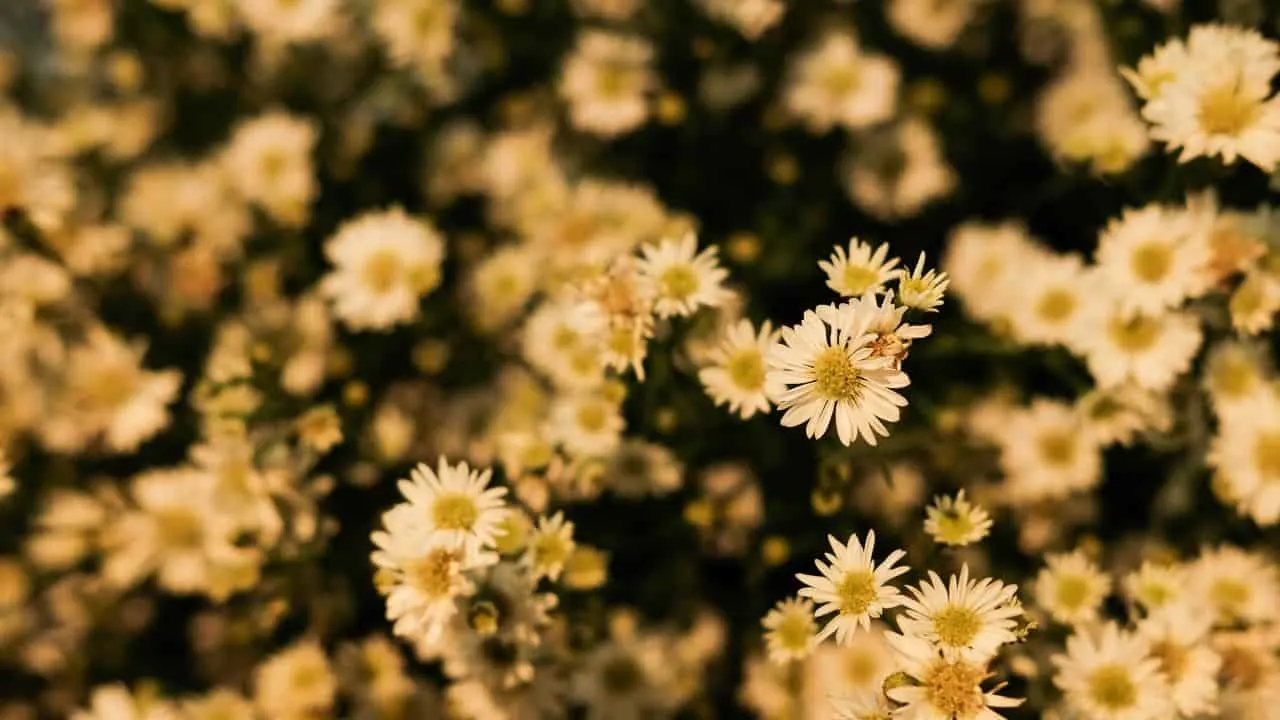 Why Your Fall Garden Isn&rsquo;t Complete Without Asters 9