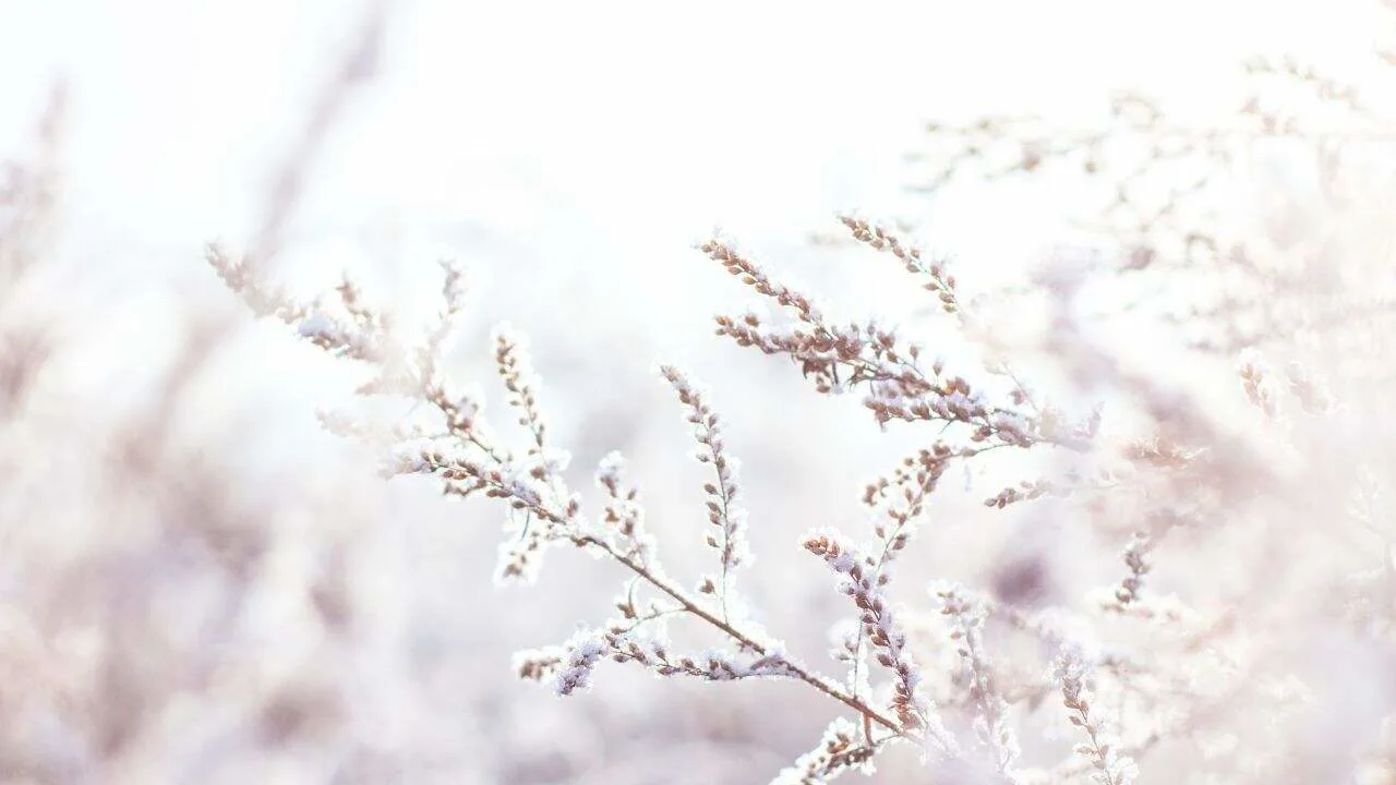What First Frost Really Does to Your Plants 1