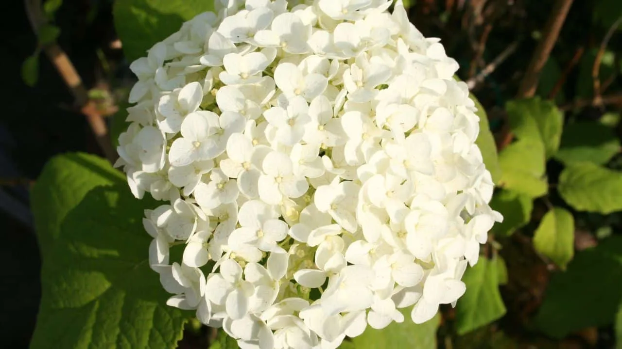 9 Shrubs to Plant in September for Year-Round Interest. 2