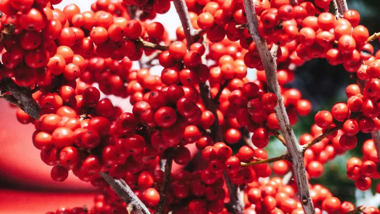 9 Shrubs to Plant in September for Year-Round Interest. 6