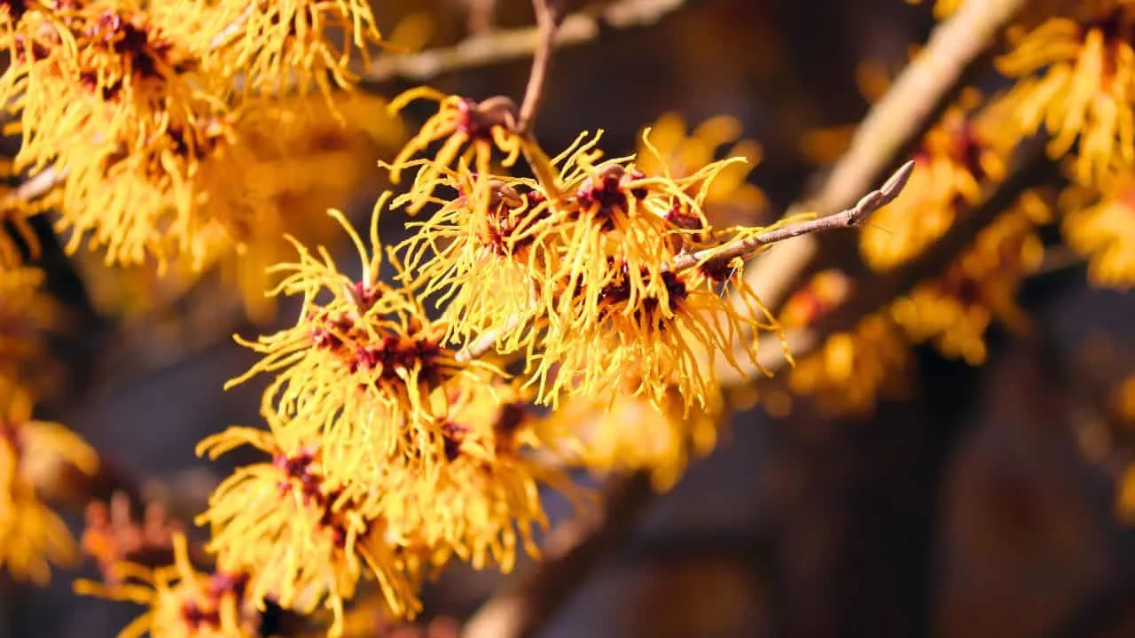 9 Shrubs to Plant in September for Year-Round Interest. 9