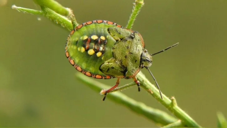 Pests That Go Wild in September (And How to Stop Them!)