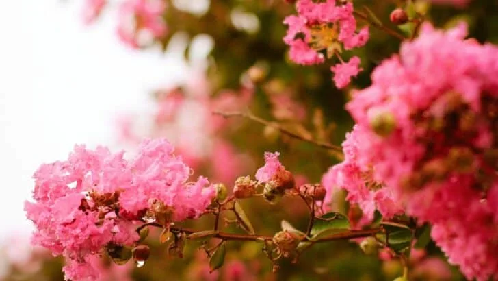 10 Shrubs You Can Prune Safely in February