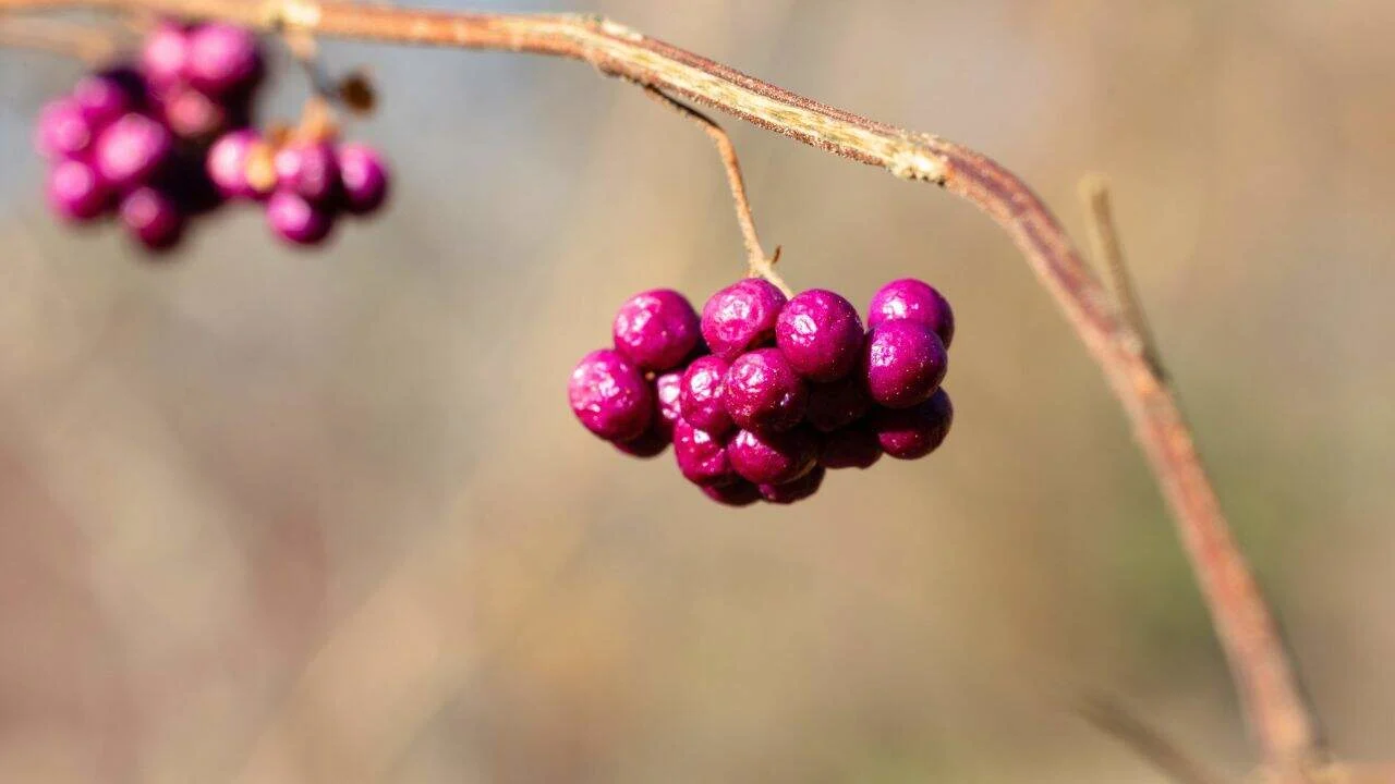 10 Shrubs You Can Prune Safely in February 6